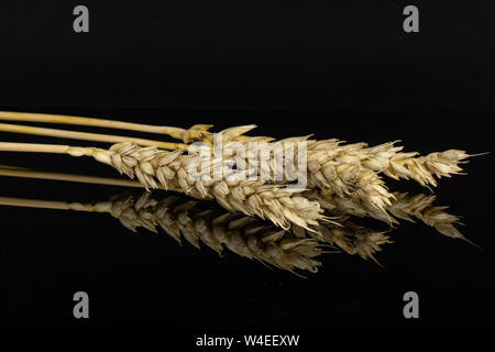 Groupe de trois ensemble de blé d'or dans la rangée d'oreille isolé sur verre noir Banque D'Images