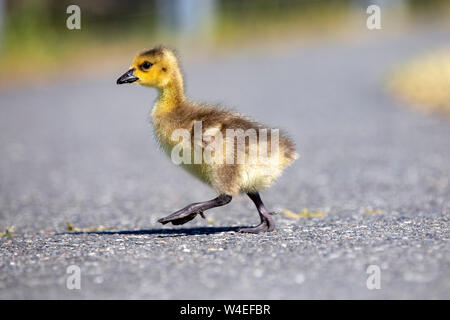 Gosling bernache du Canada (Branta canadensis) - West Bay Walkway - Victoria, île de Vancouver, Colombie-Britannique, Canada Banque D'Images