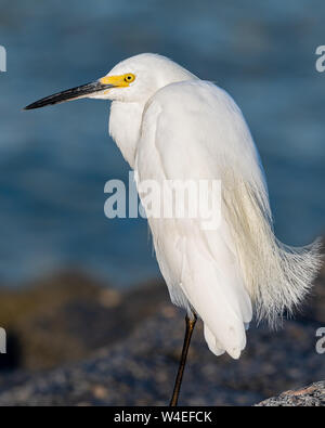 Aigrette neigeuse posant pour une photo sur une plage rocheuse Banque D'Images