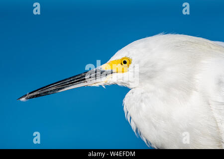 Close-up head shot d'une aigrette neigeuse qui est un oiseau qui vit en Floride Banque D'Images