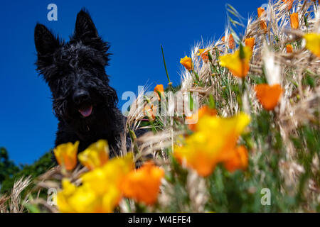 Scottish Terrier mix entre domaine des coquelicots Californaia - West Bay Walkway - Victoria, île de Vancouver, Colombie-Britannique, Canada Banque D'Images