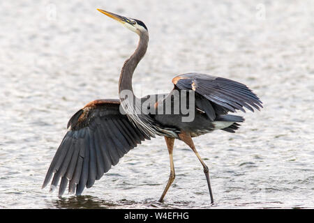 Grand héron (Ardea herodias) - Esquimalt Lagoon, Colwood, près de Victoria, île de Vancouver, Colombie-Britannique, Canada Banque D'Images