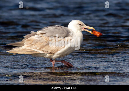 Goéland à ailes grises (Larus glaucescens) manger un concombre de mer - Esquimalt Lagoon, Colwood, près de Victoria, île de Vancouver, Colombie-Britannique, Canada Banque D'Images