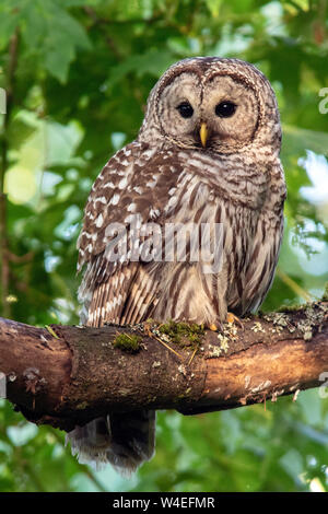 La Chouette rayée (Strix varia) dans le parc Beacon Hill - Victoria, île de Vancouver, Colombie-Britannique, Canada Banque D'Images