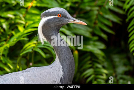 Oiseau gris aux yeux rouges et au bec orange balade dans les arbustes Banque D'Images