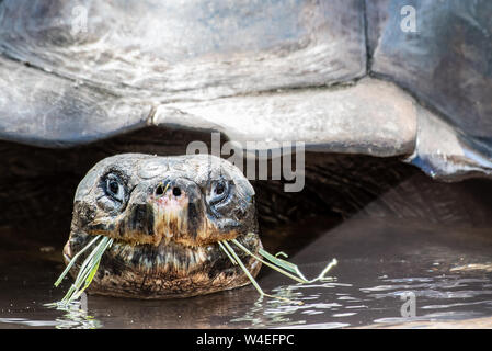 Gros plan d'une tortue géante mange de l'herbe Banque D'Images