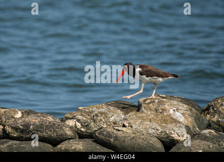 États-unis : 15 juillet, 2019 ; American oystercatcher : : Haematopus palliatus sur Ocracoke Island Caroline du Nord. (Photo par Douglas Graham) Banque D'Images