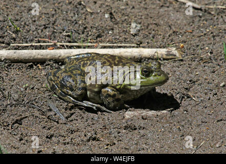 Un énorme (Lithobates catesbeianus grenouille taureau américain ou Rana catesbeiana) assis dans la boue à côté de la fourche au milieu de la rivière Gila, Gila National Forest, nouveau Banque D'Images