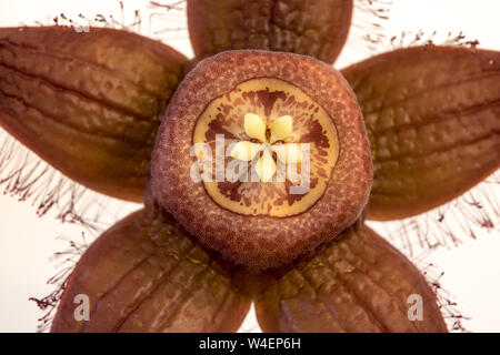 Fleur de cactus Stapelia sur fond blanc, vue en gros plan. Banque D'Images