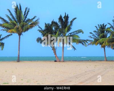 Plage de Placencia, Belize, de palmiers tropicaux et de la mer et du sable sur la plage dans les Caraïbes. Banque D'Images