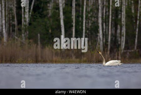 Cygne chanteur nage et boit de l'eau avec bec de gouttes sur le grand lac en vue panoramique avec vue panoramique et pittoresque arrière-plan et de l'environnem Banque D'Images