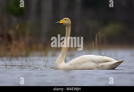 Cygne chanteur solitaire nage sur les eaux grises du petit étang dans dark spring time Banque D'Images