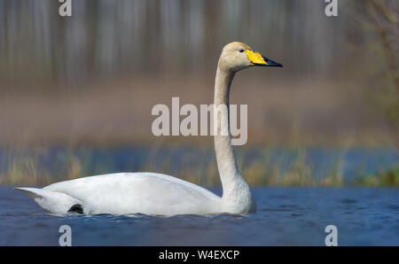 Fermer coup de cygne chanteur adultes natation dans l'eau de couleur saturées d'étang au printemps Banque D'Images