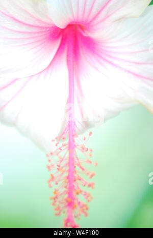 Plan Macro sur fleur d'hibiscus. Banque D'Images