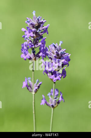 Lavendel, Lavendula officinalis, angustifolia, Banque D'Images