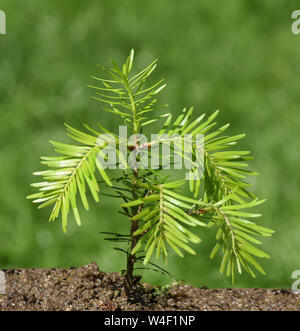 Tannensproessling, Tannenzweig, Abies alba Banque D'Images