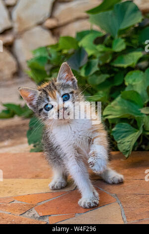 Calico écaille jeune chaton jouant avec une feuille Banque D'Images