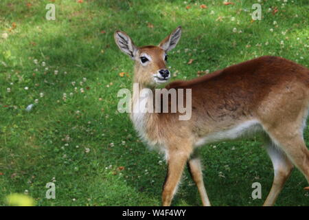 Le sud de femelle (kobus leche) cobes lechwes debout sur l'herbe antilope Banque D'Images