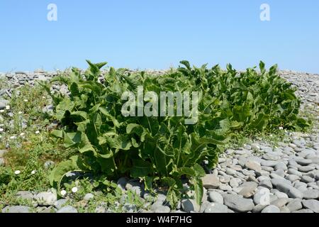 Beta vulgaris betterave mer épinards sauvages poussant sur plage de galets Banque D'Images