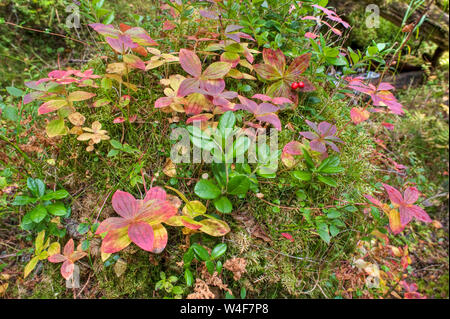 La Laponie ou nain Cornel (Cornus suecica), l'Airelle rouge (Vaccinium vitis-idaea), la taïga, Brook, de sous-bois forestiers côté temps Ruska (automne), Parc National Pallas-Yllastunturi, Laponie, Finlande Banque D'Images