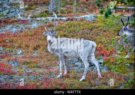 Le renne (Rangifer tarandus) dans la forêt de la taïga,temps Ruska (automne), Parc National Pallas-Yllastunturi, Laponie, Finlande Banque D'Images