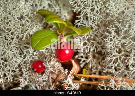 (Lichen Cladonia stellaris) et l'Airelle rouge (Vaccinium vitis-idaea), temps Ruska (automne), Parc National Pallas-Yllastunturi, Laponie, Finlande Banque D'Images