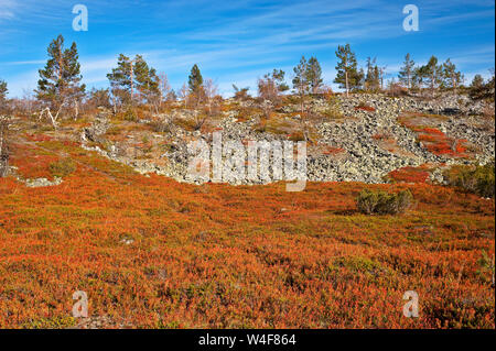 Haut de la tombe du Scot : pin (Pinus sylvestris) et le bouleau (Betula pubescens ssp. czerepanovii), le genévrier (Juniperus communis), la camarine noire (Empetrum nigrum subsp. hermaphroditum), l'Airelle rouge (Vaccinium vitis-idaea), myrtille (Vaccinium myrtillus), temps Ruska (automne), Parc National Pallas-Yllastunturi, Laponie, Finlande Banque D'Images