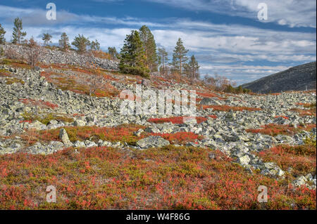 Haut de la tombe du Scot : pin (Pinus sylvestris) et le bouleau (Betula pubescens ssp. czerepanovii), la camarine noire (Empetrum nigrum subsp. hermaphroditum), l'Airelle rouge (Vaccinium vitis-idaea), myrtille (Vaccinium myrtillus), temps Ruska (automne), Parc National Pallas-Yllastunturi, Laponie, Finlande Banque D'Images