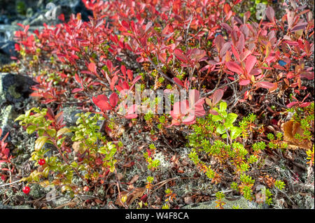 Haut de la montagne est tombé:feuilles de bouleau (Betula pubescens ssp. czerepanovii), la camarine noire (Empetrum nigrum subsp. hermaphroditum), l'Airelle rouge (Vaccinium vitis-idaea), myrtille (Vaccinium myrtillus), temps Ruska (automne), Parc National Pallas-Yllastunturi, Laponie, Finlande Banque D'Images