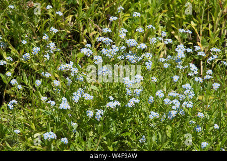 Water forget-me-not, Myosotis scorpioides, dans la faune jardin étang, Sussex, UK, Banque D'Images