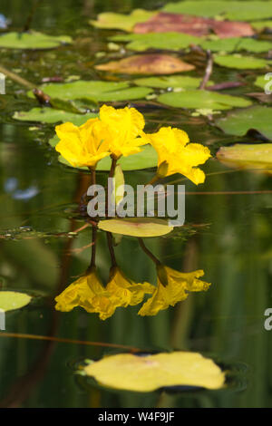 L'eau à franges-lily, Nymphoides peltatum, trois fleurs reflètent dans l'étang de la faune le jardin, Sussex, UK, Juillet, Banque D'Images
