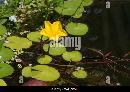 L'eau à franges-lily, Nymphoides peltatum, dans la faune jardin étang, Sussex, UK, Juillet, Banque D'Images