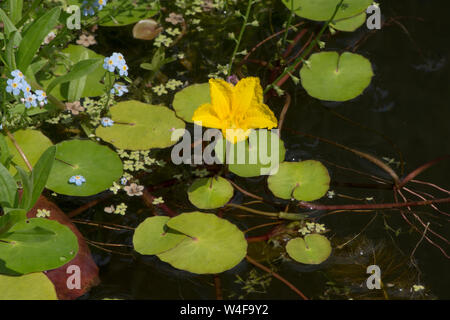 L'eau à franges-lily, Nymphoides peltatum, dans la faune jardin étang, Sussex, UK, Juillet, Banque D'Images