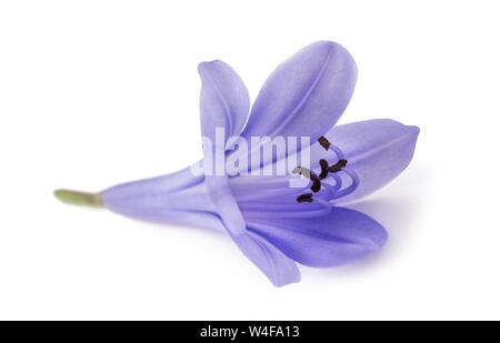 Lily of the Nile Agapanthus ) isolé sur fond blanc Banque D'Images