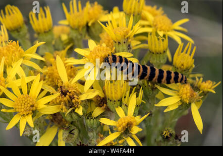 Espèce de cinabre sur caterpillar Ragwort Banque D'Images