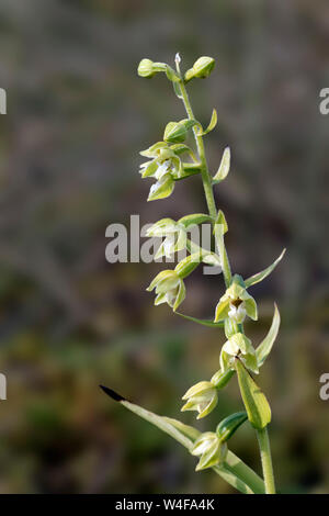 Lindisfarne Helleborine Epipactis (sancta) Banque D'Images