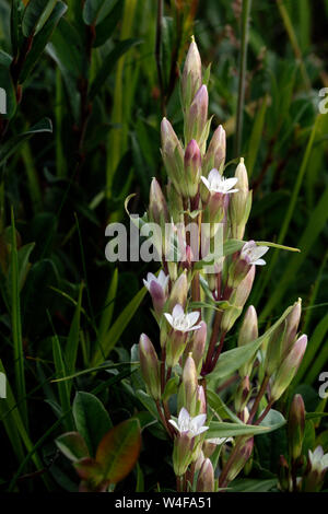 Gentiane d'automne. (Gentianella amarella) Banque D'Images