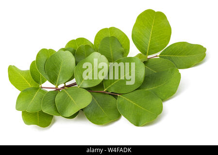 Senna (vessie Colutea arborescens) isolated on white Banque D'Images