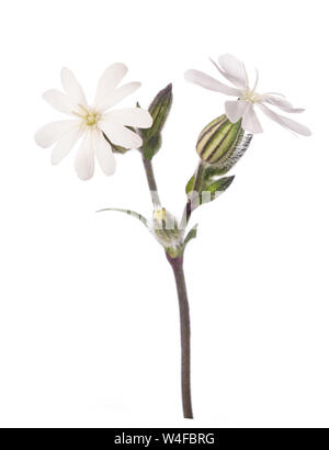 White campion Silene (fleurs) latifoglia isolated on white Banque D'Images