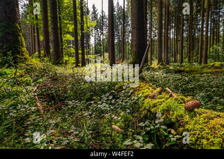 Tronc d'arbre moussu avec une pomme dans une forêt. Banque D'Images