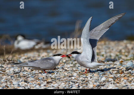 La sterne pierregarin (Sterna hirundo, Flußseeschwalben Balzfütterung) Banque D'Images