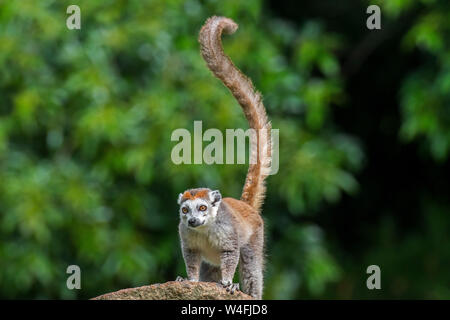 L'Eulemur coronatus (lemur couronné) indigène à l'île de Madagascar Banque D'Images