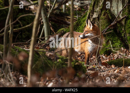 Red Fox, Rotfuchs (Vulpes vulpes) Banque D'Images