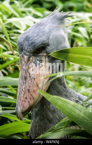 Le bec de chaussure, Balaeniceps rex dans les plantes Whalebill cigogne à tête de baleine cigogne à bec de chaussure Banque D'Images