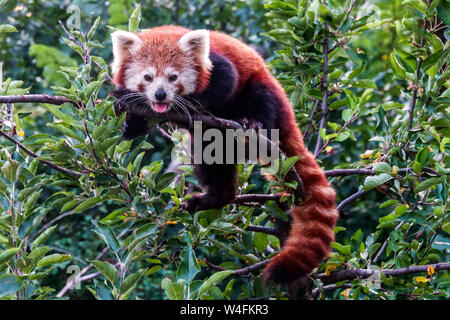 Le petit panda Ailurus fulgens, sur le dessus de la langue, de l'arbre Banque D'Images