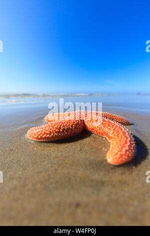 Une étoile orange vif sur une plage de sable fin sur une chaude journée d'été à la mer avec un ciel bleu Banque D'Images