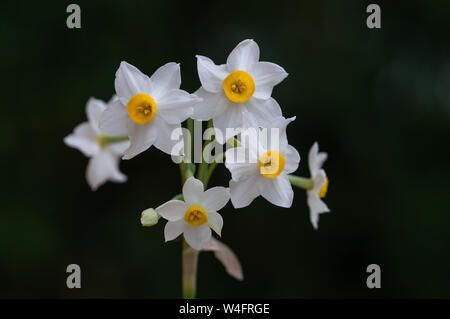 Gros plan daffodils jaunes blancs sauvages narcissus fleur sur fond sombre.Belle vie encore jonquilles narcisse fleur isolée Banque D'Images