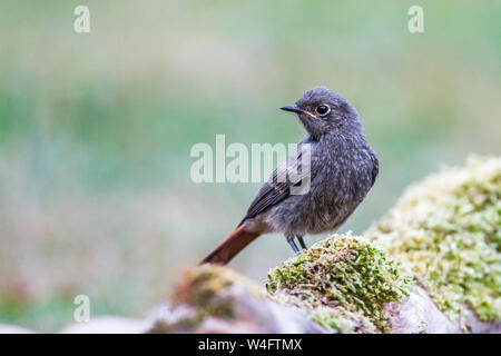 Rougequeue noir (Phoenicurus ochruros, Hausrotschwanz) Jugendkleid Banque D'Images