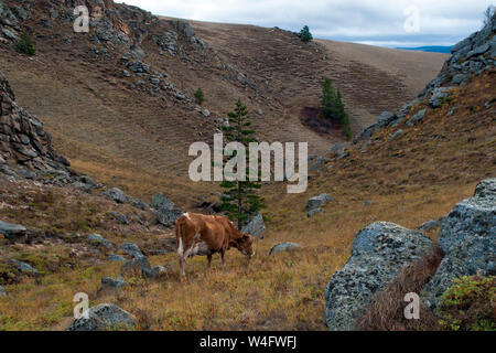 Suvo dans Barguzin Valley la Russie, vache paissant dans les pâturages de la vallée Banque D'Images