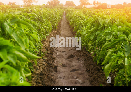 Des plantations de patates poivron bulgare. L'agriculture et l'agriculture. La culture, les soins et la récolte. Les terres agricoles. La culture d'espèces végétales, l'agronomie. Croître et pro Banque D'Images